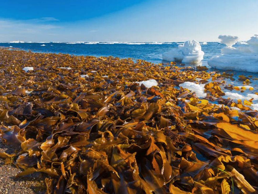 Ламинария водоросли Охотское море